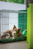 A First-Time Pet Owner's Guide to Dog Crate Sizes