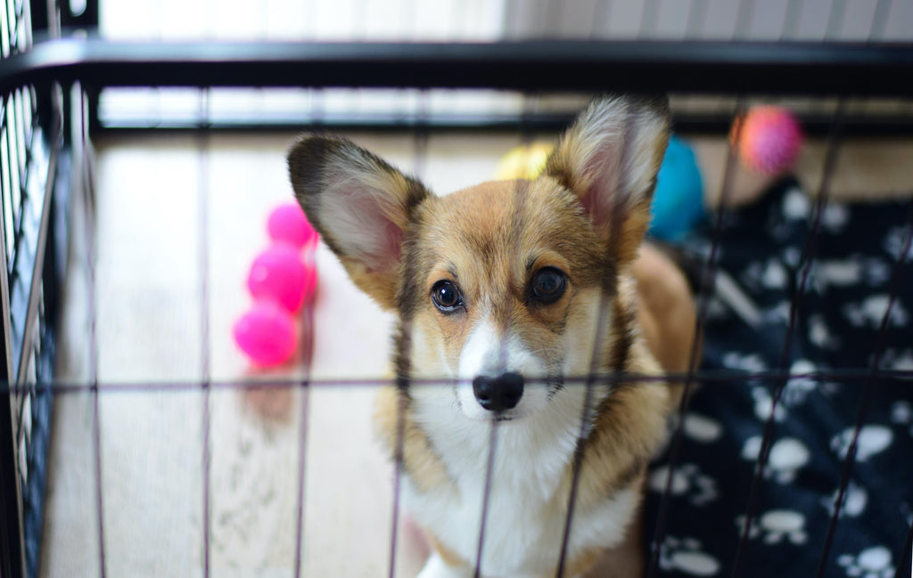 7 Dog Crate Training Mistakes and How to Avoid Them