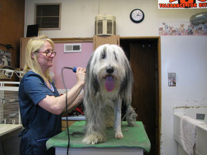 A Quick Guide to Dog Grooming