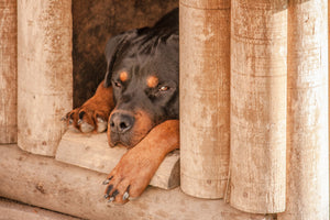4 Important Reasons To Get a Dog House