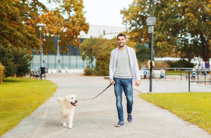 Dog Leash Types You Need To Know About: A Guide