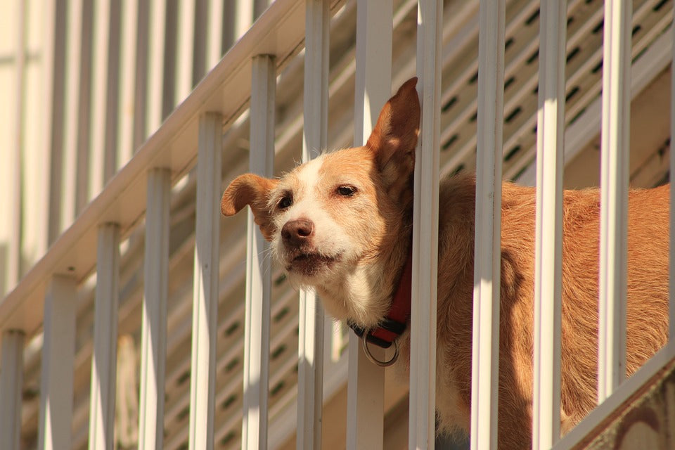 Dog Barriers: Where Can They Be Used?
