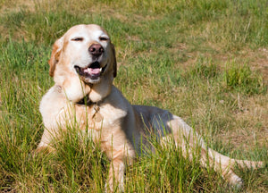 Why is it Important to Size Your Pet Correctly When Crating?