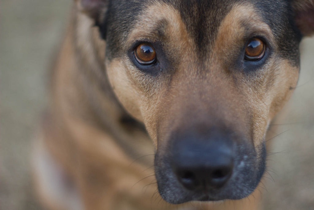 Dog Crate Trays: What are they and Why You Need One