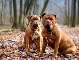 Dogue De Bordeaux – Fun Facts and Crate