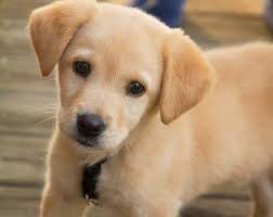 Crate Training from a Dog’s Perspective