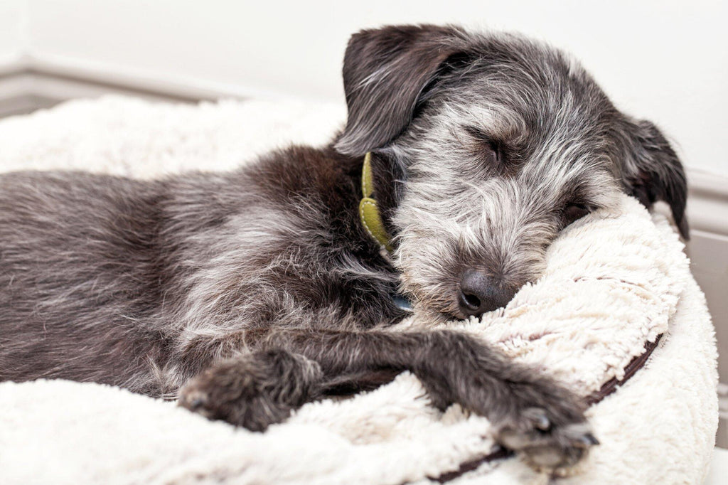 7 Reasons to Buy Your Pooch an Elevated Dog Bed
