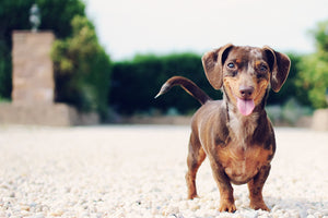 Elite Field Pet products: Everything You Need to Know