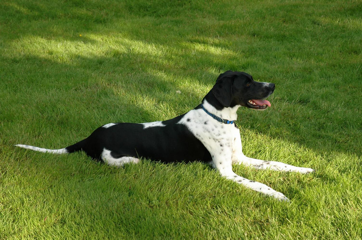 English Pointer Black