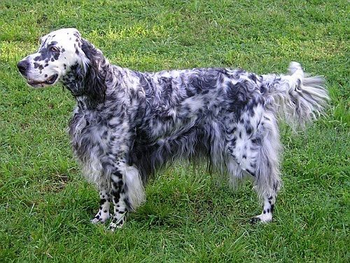 English Setter – Fun Facts and Crate Size