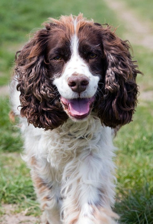 English Springer Spaniel – Fun Facts and Crate Size