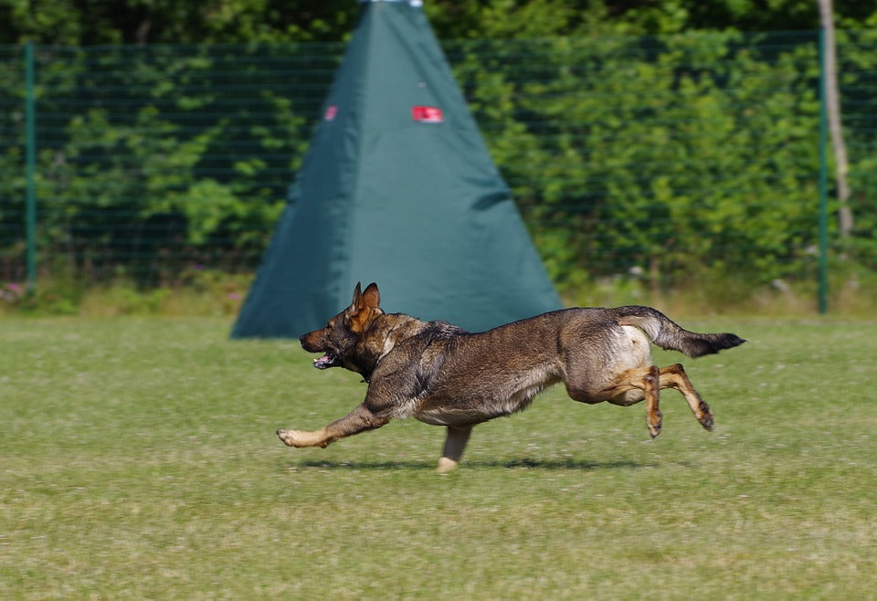 Exercising With Your Dog - 5 Simple Exercises to Shed Loads of Weight