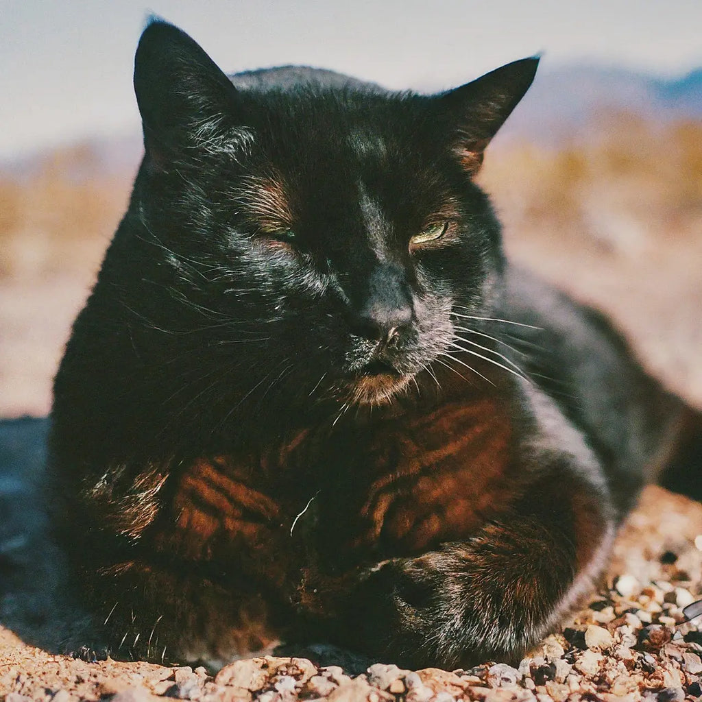 Top Tips for Keeping Your Black Cat Healthy and Happy in Nevada