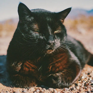 Top Tips for Keeping Your Black Cat Healthy and Happy in Nevada