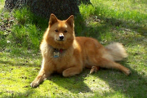 Finnish Spitz – Fun Facts and Crate Size