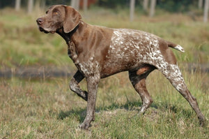 German Shorthaired Pointer – Fun Facts and Crate Size