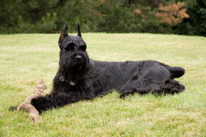 Giant Schnauzer – Fun Facts and Crate Size
