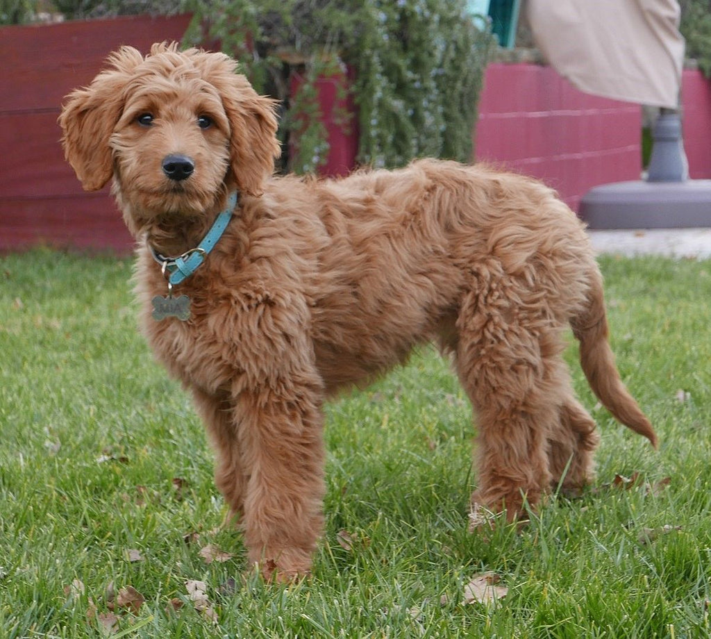 Goldendoodle - Fun Facts and Crate Size