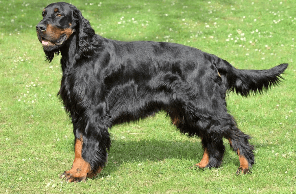 Gordon Setter – Fun Facts and Crate Size