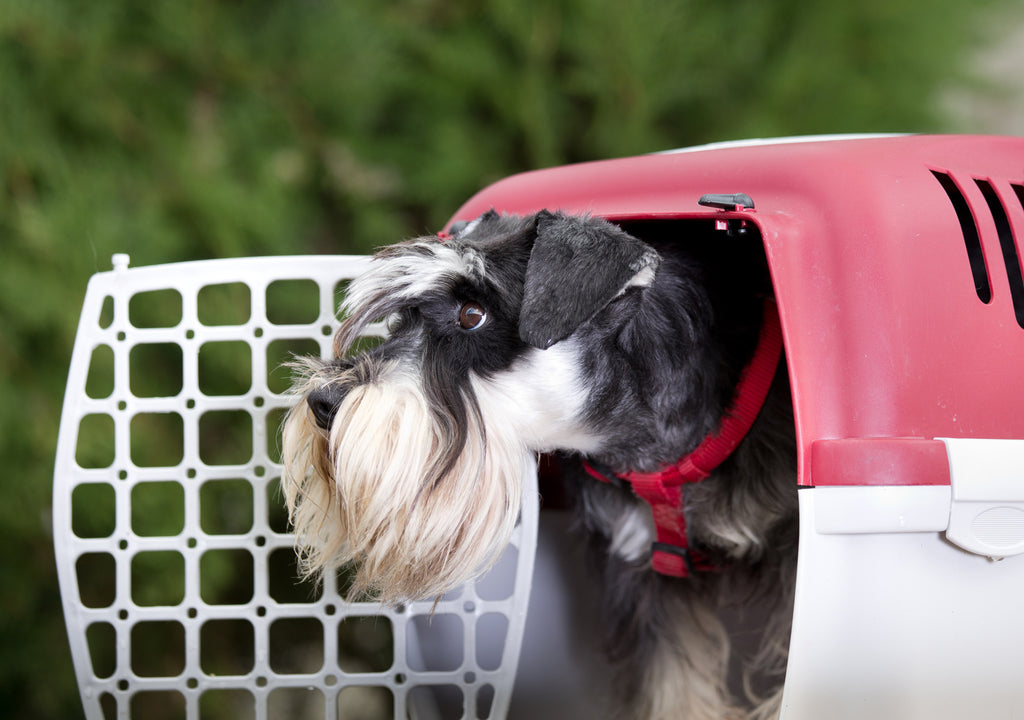 How to Choose the Best Dog Crate for Traveling