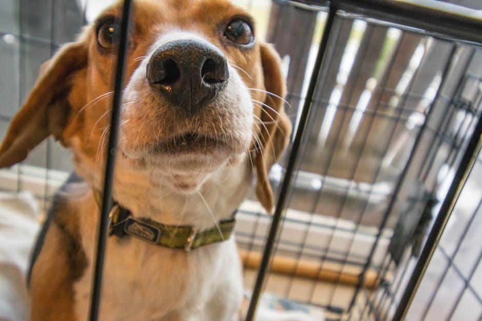 How to Crate Train an Older Dog