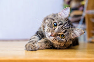 No More Scratches: 6 Tips for Keeping Cats Away from Furniture