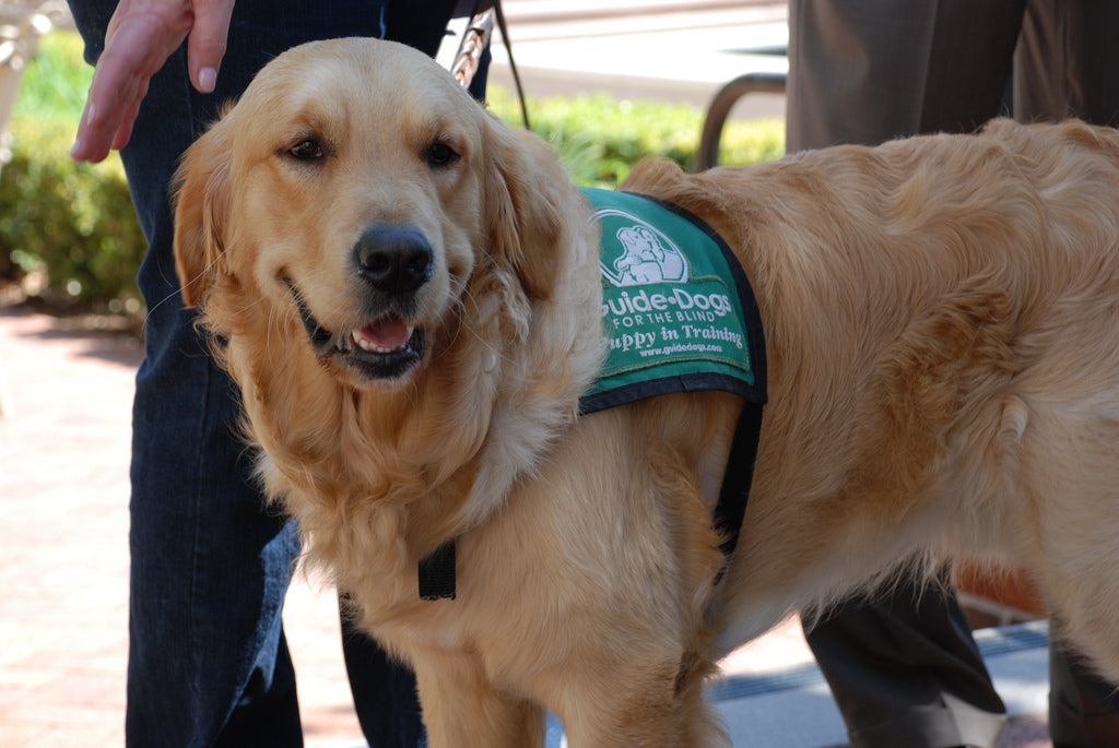 Everything You Need to Know About Guide Dog Training in 2017-2018