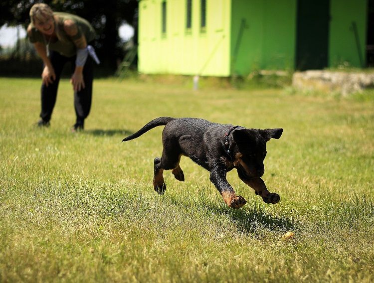 Hunting Dogs - Dealing with Heat and Training