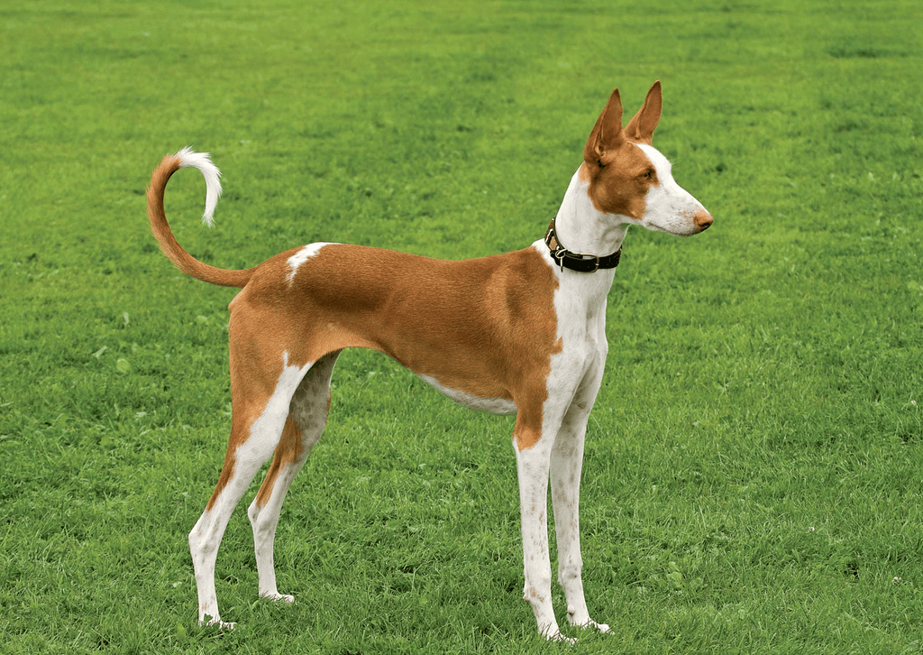 Ibizan Hound – Fun Facts and Crate Size