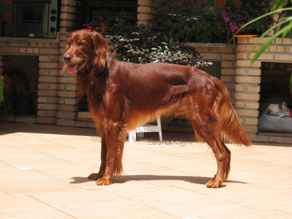 Irish Setter – Fun Facts and Crate Size