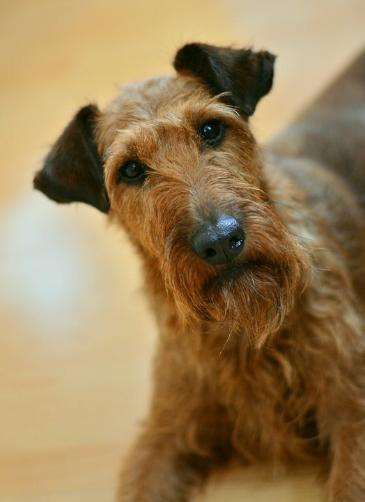 Irish Terrier – Fun Facts and Crate Size