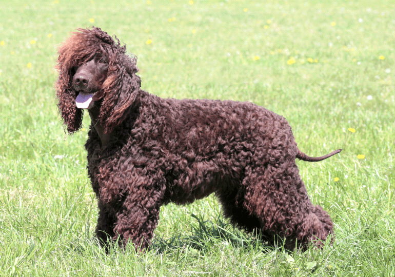 Irish Water Spaniel – Fun Facts and Crate Size