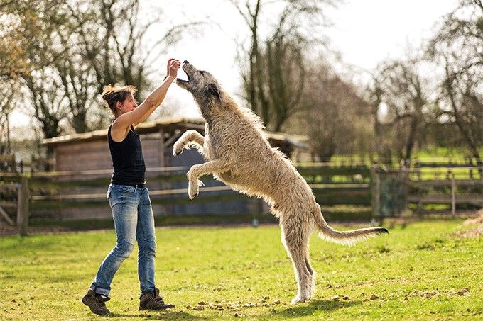 Irish Wolfhound – Fun Facts and Crate Size