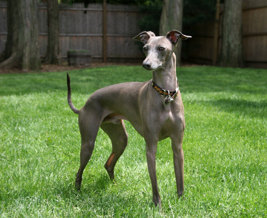 Italian Greyhound – Fun Facts and Crate Size