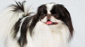 Japanese Chin– Fun Facts and Crate Size