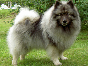 Keeshond– Fun Facts and Crate Size