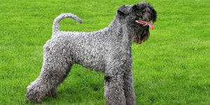 Kerry Blue Terrier – Fun Facts and Crate Size