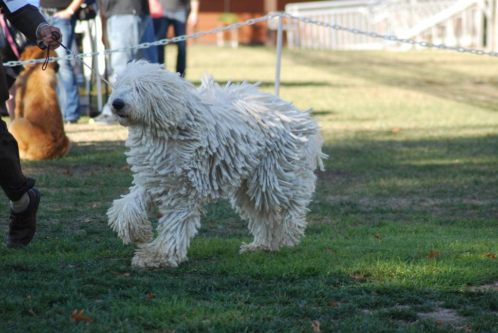 Komondor – Fun Facts and Crate Size