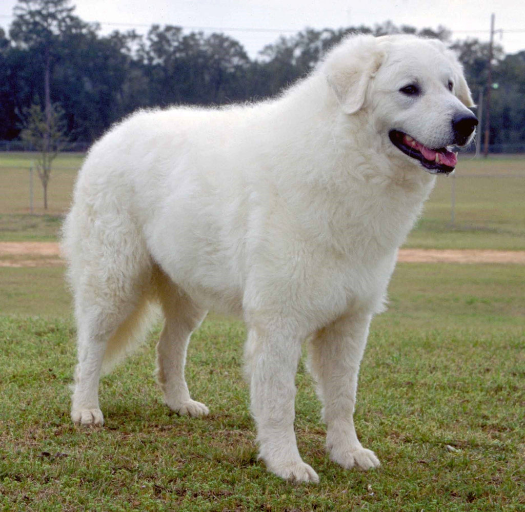 Kuvasz – Fun Facts and Crate Size
