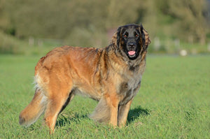 Leonberger – Fun Facts and Crate Size