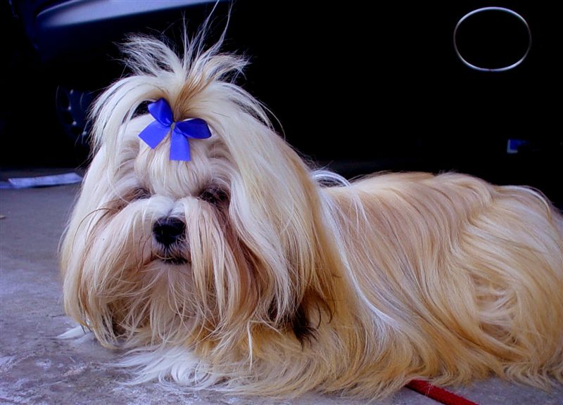 Lhasa Apso – Fun Facts and Crate Size