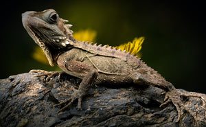 Top 5 Lizard Cage Ideas To Make Your Lizard Feel at Home