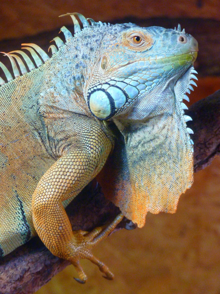 How to Find the Perfect Lizard Cage: A Guide
