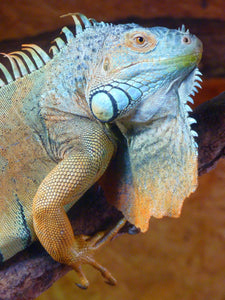 How to Find the Perfect Lizard Cage: A Guide