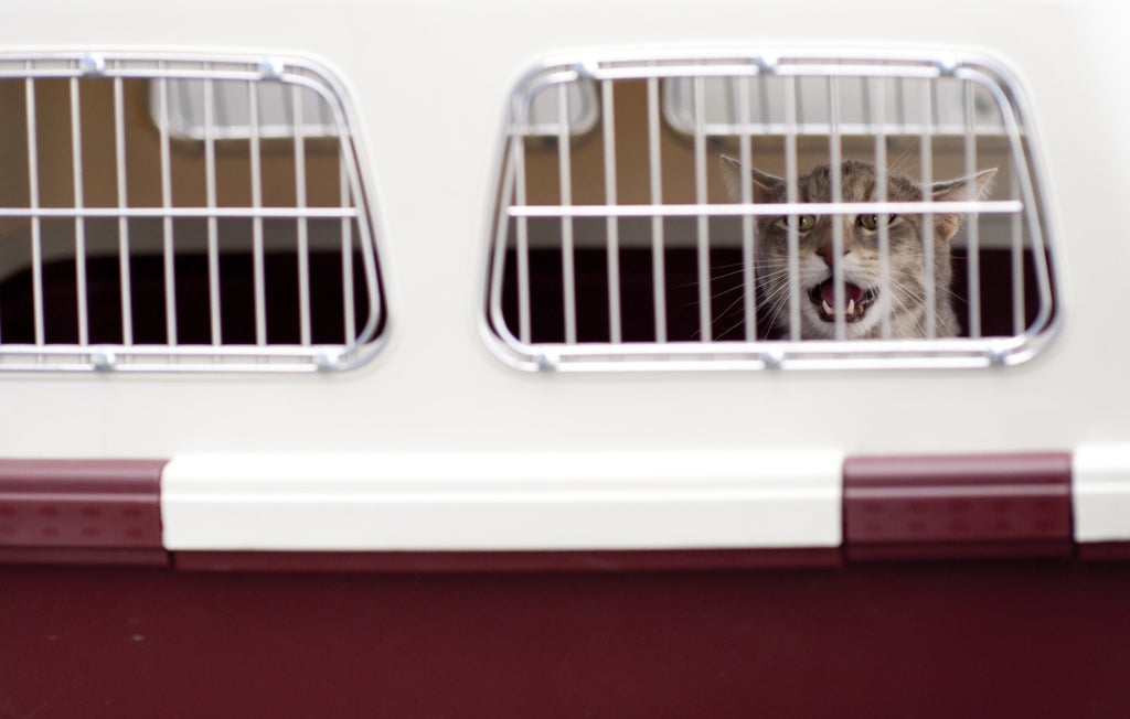 Pet Crates: 5 Tips for Choosing the Right One for Your Pet