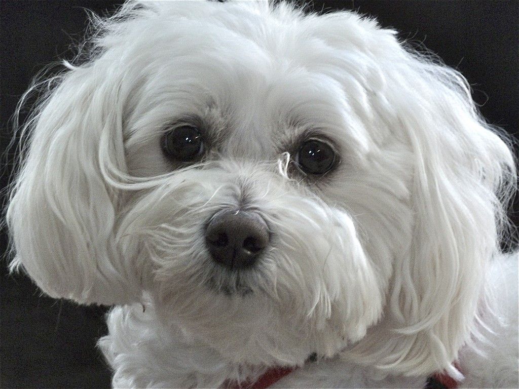 Maltipoo - Fun Facts and Crate Size