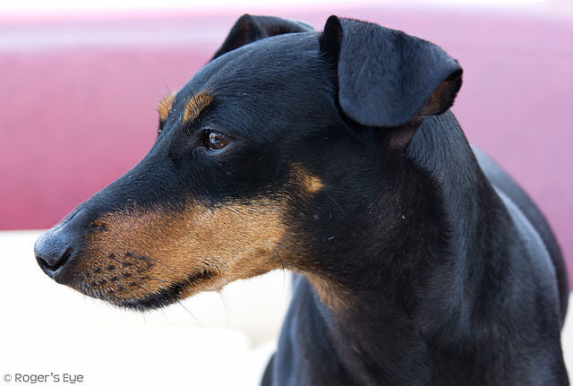 Manchester Terrier – Fun Facts and Crate Size
