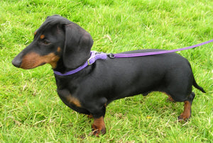 Miniature Dachshund – Fun Facts and Crate Size