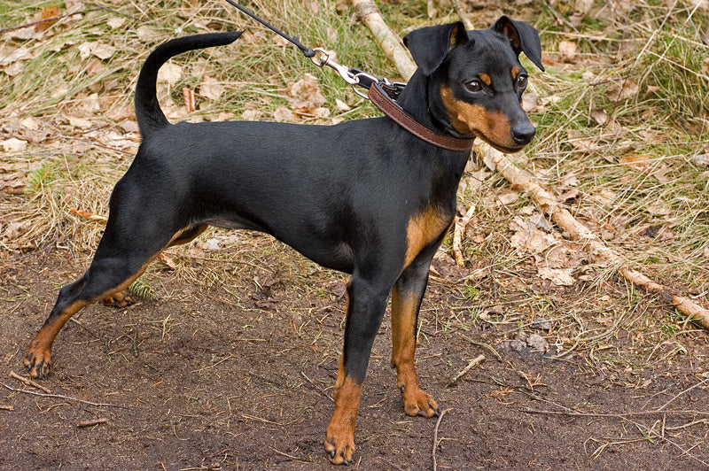 Miniature Pinscher – Fun Facts and Crate Size