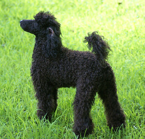 Miniature Poodle - Fun Facts and Crate Size